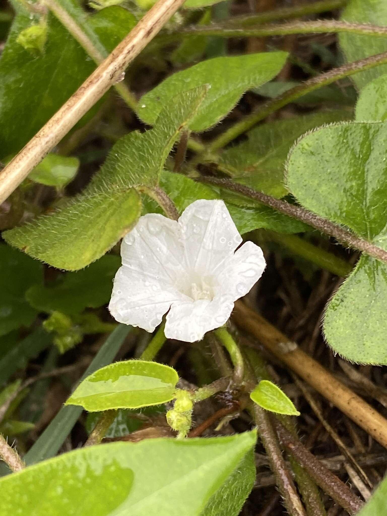 Image of Ipomoea biflora subsp. biflora