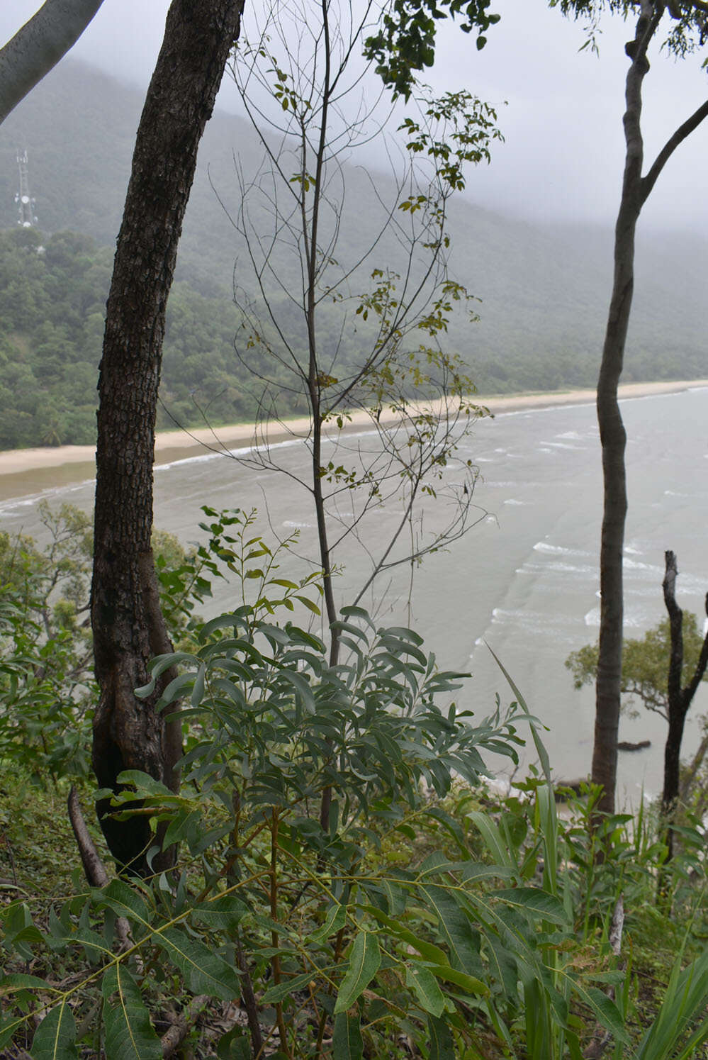 Image of Acacia hemignosta F. Muell.