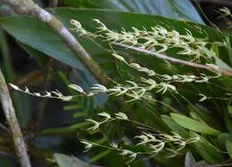 Imagem de Anathallis linearifolia (Cogn.) Pridgeon & M. W. Chase