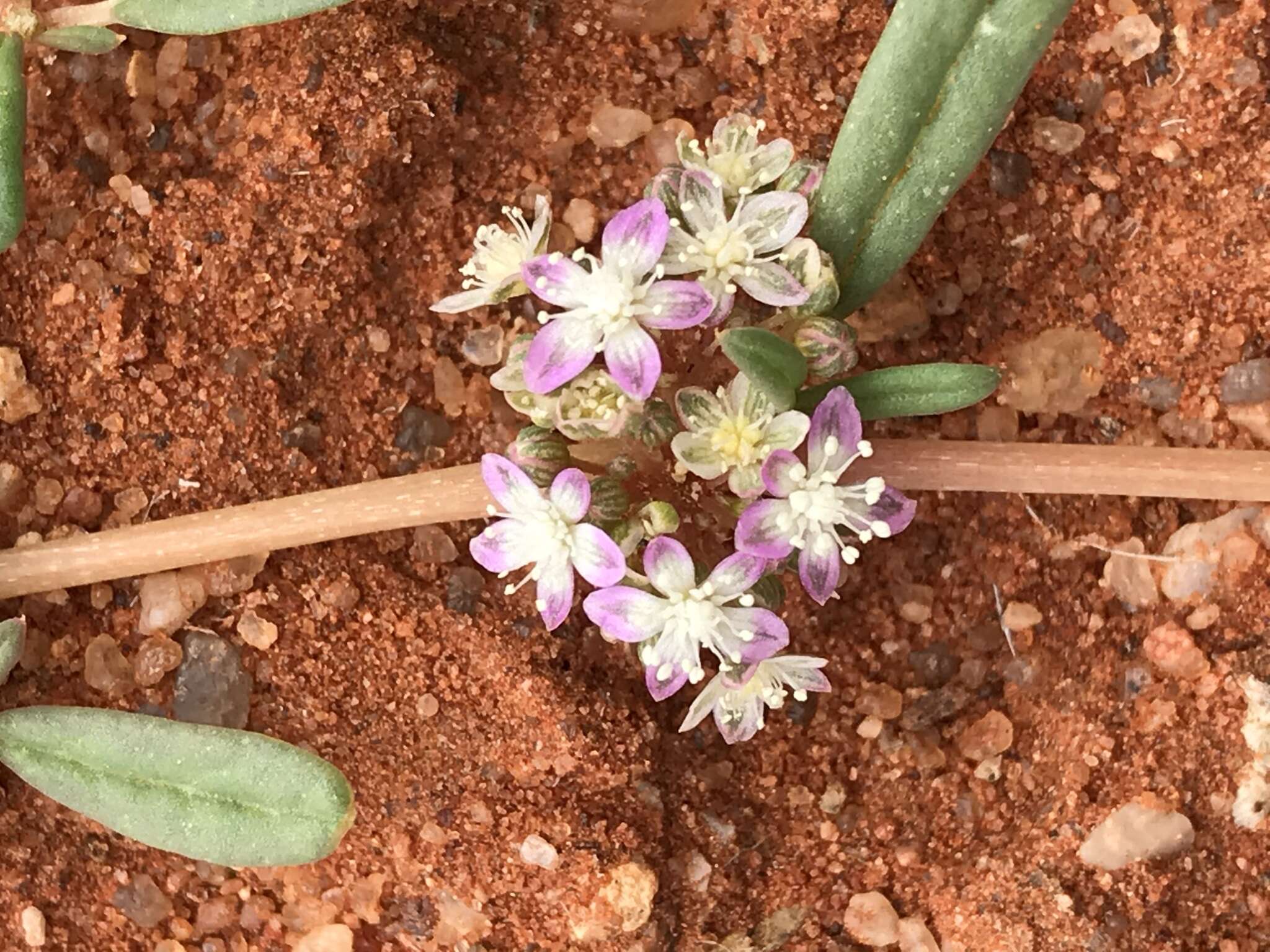 Image of Gisekia africana var. africana