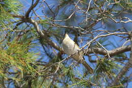 Image of Gavicalis virescens virescens (Vieillot 1817)