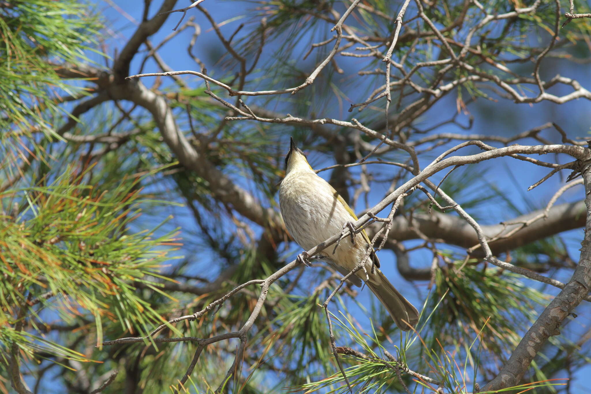 صورة Gavicalis virescens virescens (Vieillot 1817)