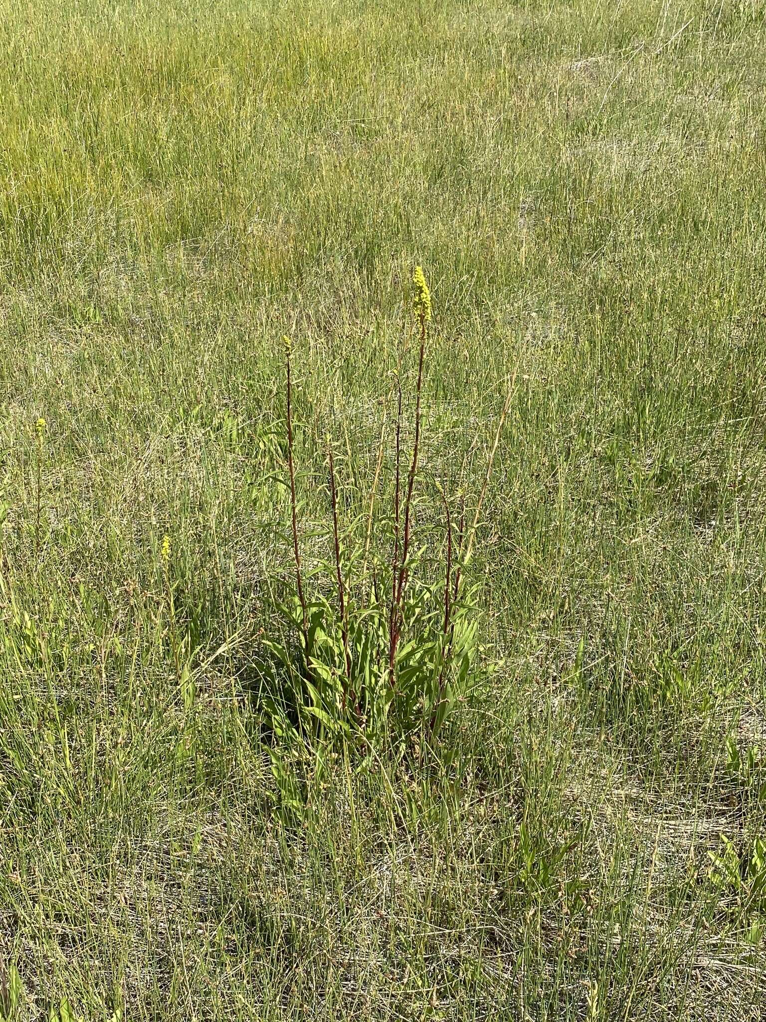 Image of Nevada Goldenrod