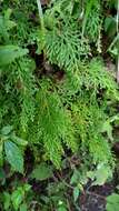 Image of Selaginella labordei Hieron. ex Christ