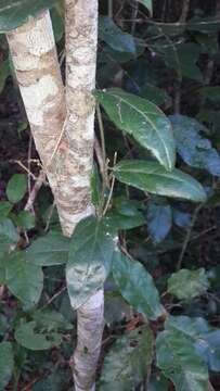 Image of Pyrenacantha scandens (Thunb.) Planch. ex Harv.