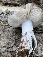 Image of Tricholoma vernaticum Shanks 1996