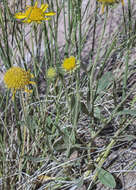 Image of western blanketflower