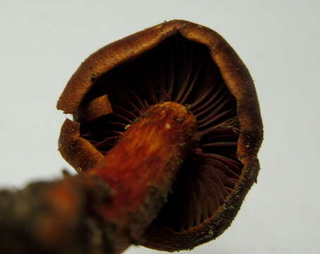 Sivun Cortinarius purpureus (Bull.) Bidaud, Moënne-Locc. & Reumaux 1994 kuva