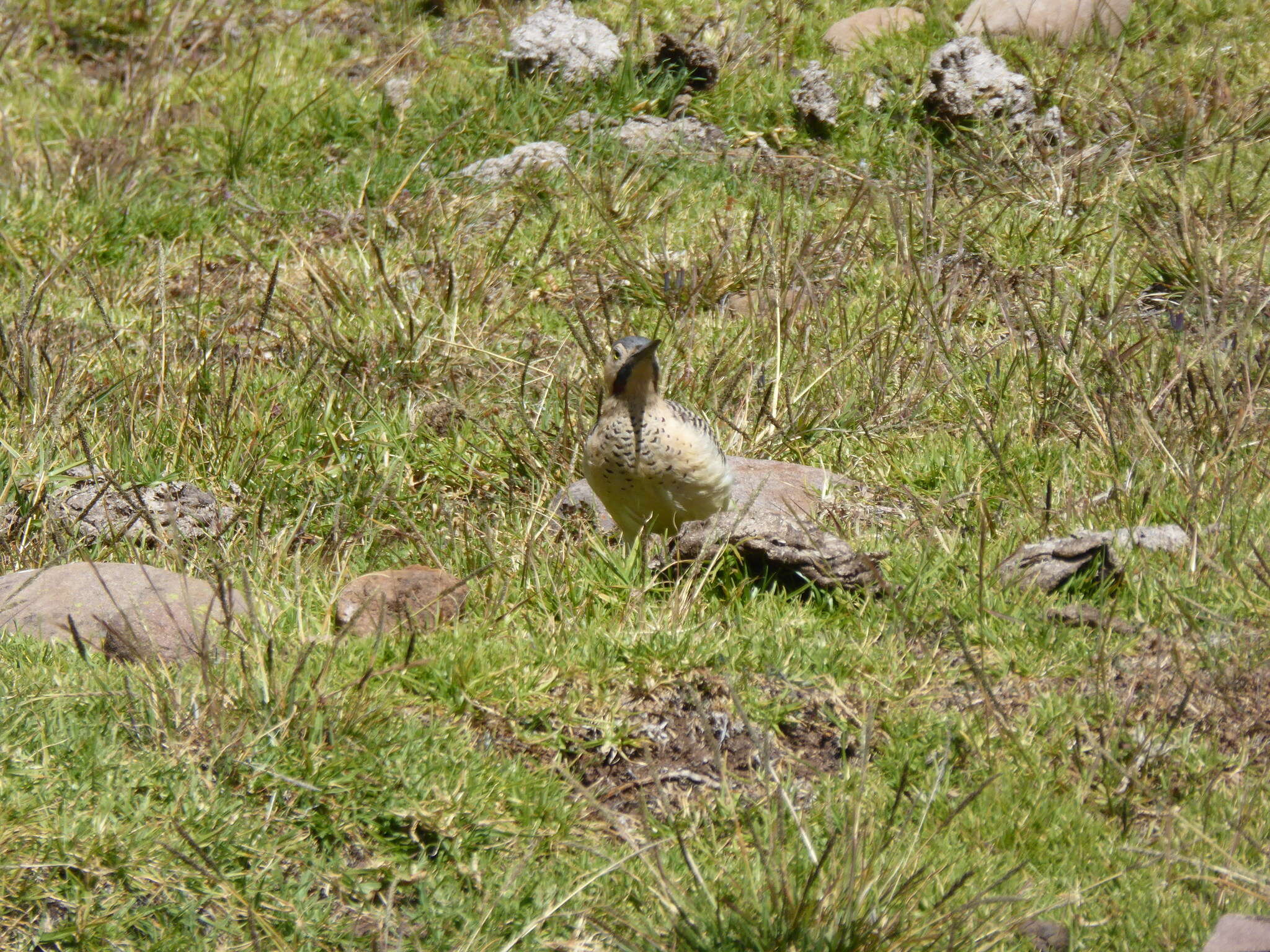 Image of Andean Flicker