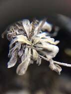 Image of arctic bladderpod
