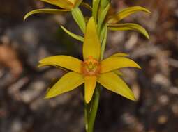 Image de Thelymitra dedmaniarum R. S. Rogers