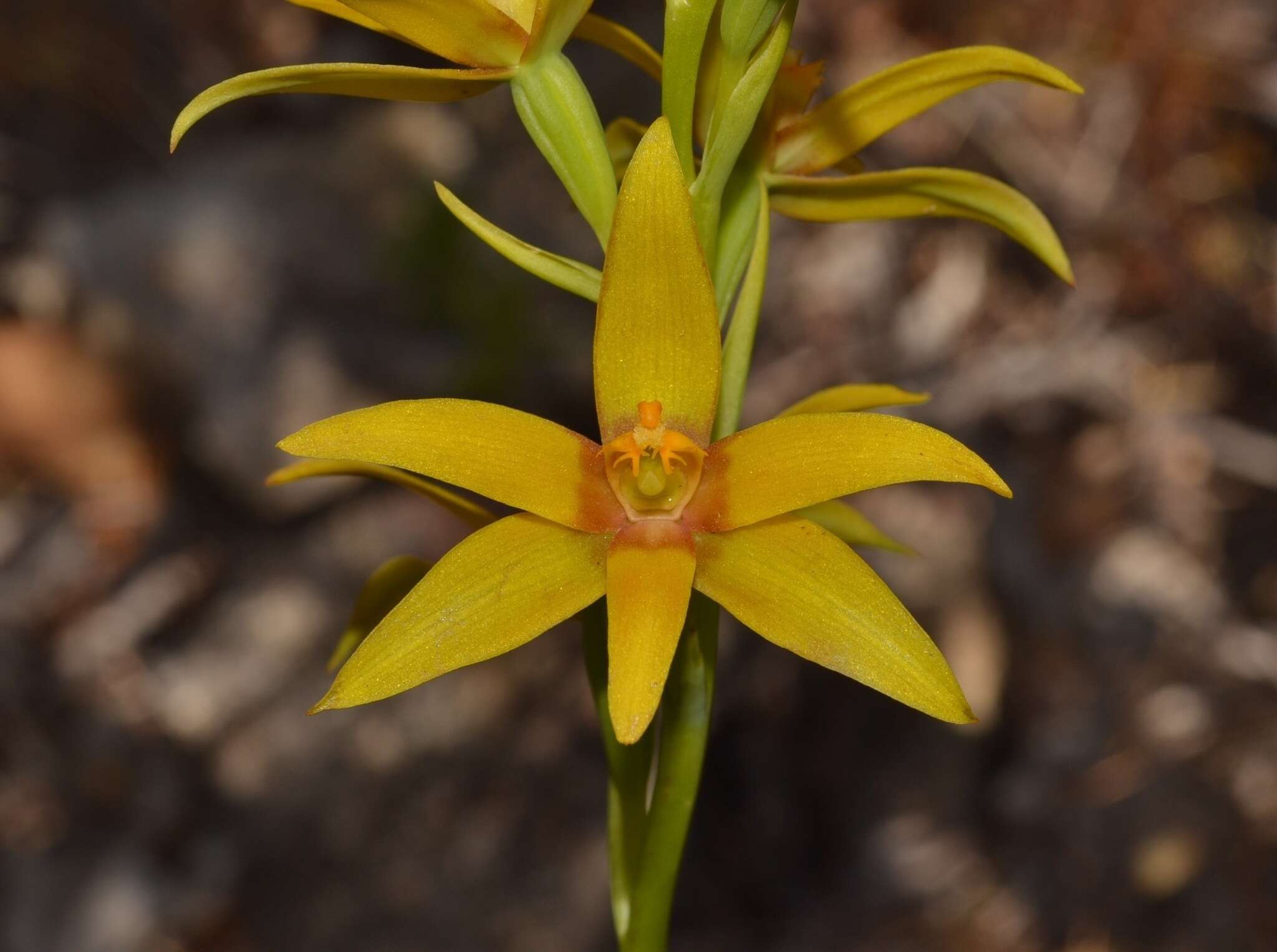 Image of Cinnamon sun orchid