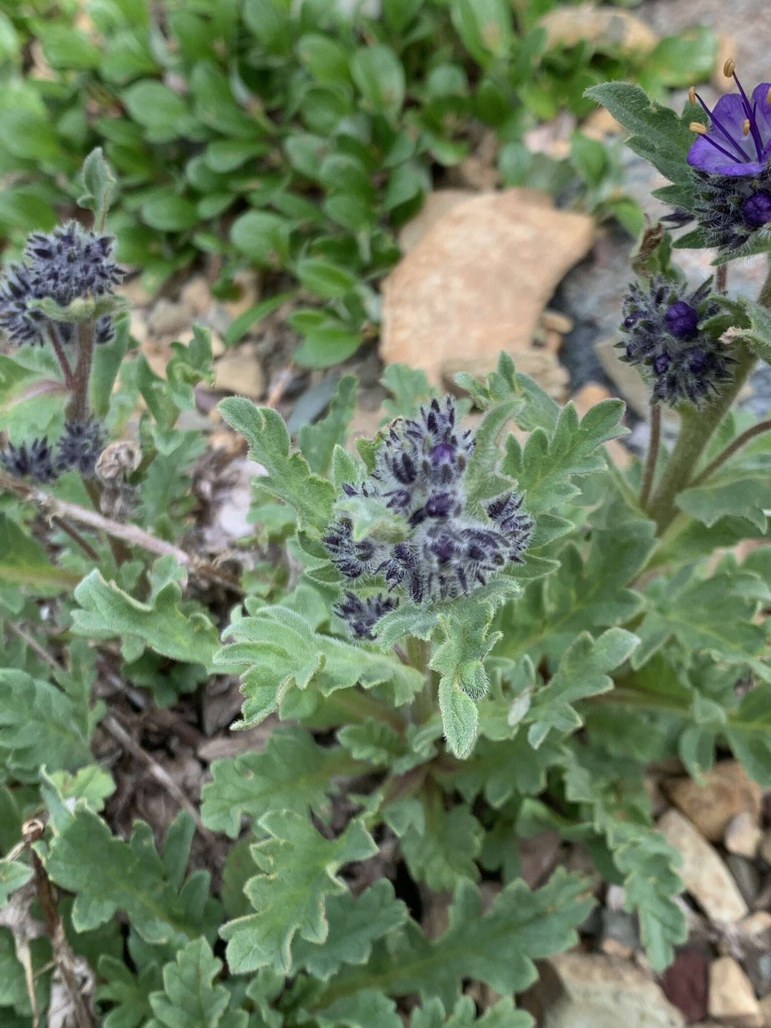 Image de Phacelia lyallii (A. Gray) Rydb.