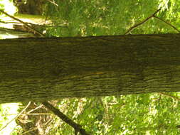 Image of sugar maple