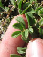 Image of strigose bird's-foot trefoil