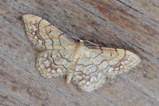 Image of Idaea moniliata Schiffermüller 1775