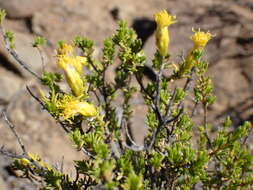 Image of Pteronia empetrifolia DC.