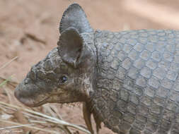 Image of naked-tailed armadillos