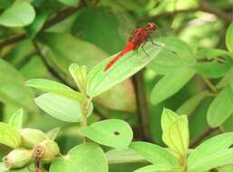 Imagem de Rhodothemis rufa (Rambur 1842)