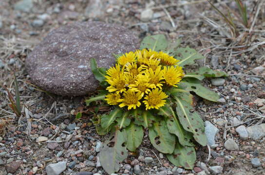 Image of Inula rhizocephala Schrenk