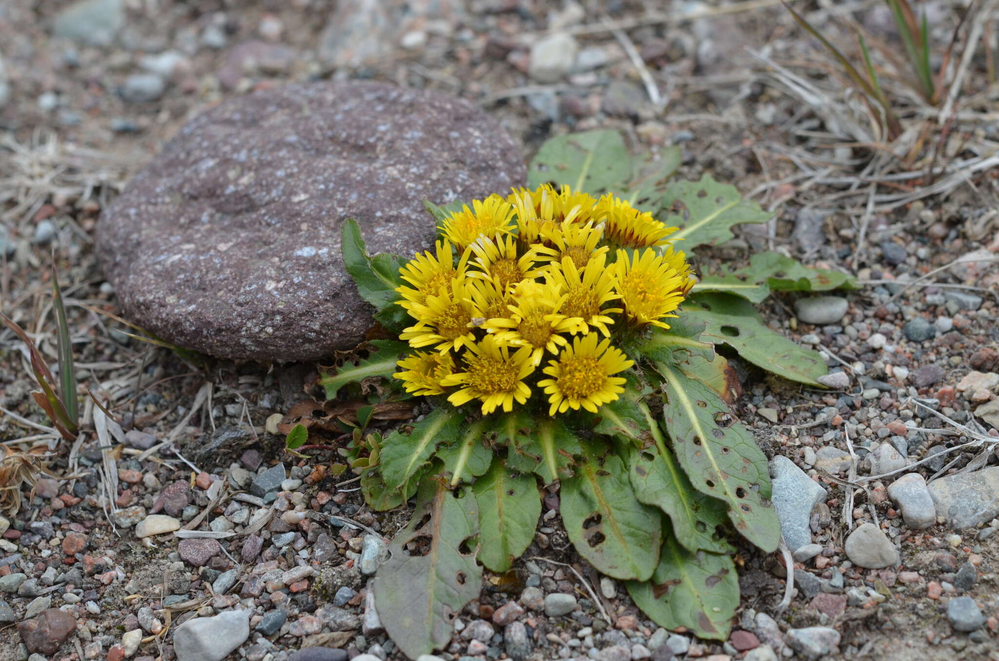 Inula rhizocephala Schrenk resmi