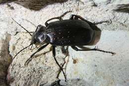 Calosoma (Castrida) sayi Dejean 1826的圖片