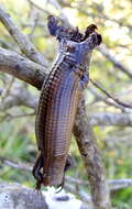 Image of Five-toed Whip Lizard