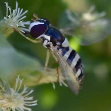 Image de Allograpta exotica (Wiedemann 1830)