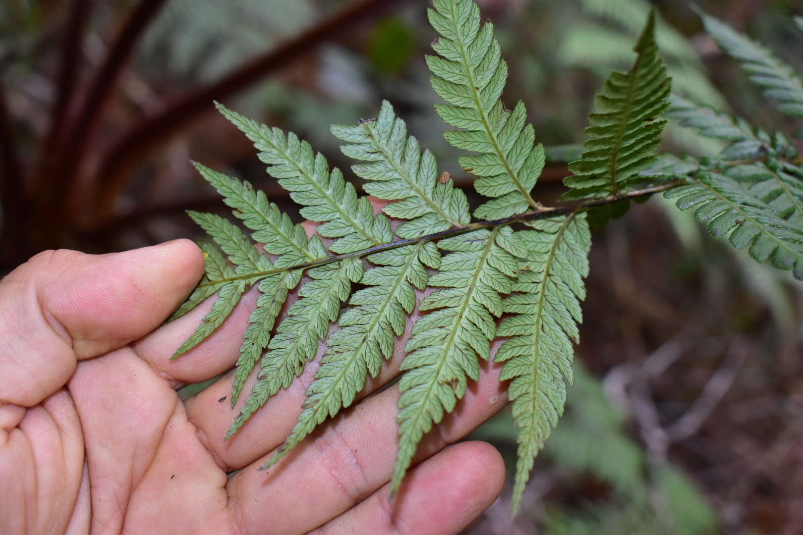 Image of Dicksonia baudouinii Fourn.