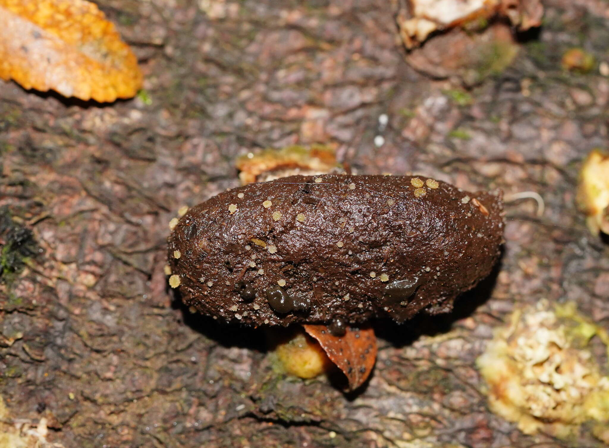 Слика од Ascobolus crenulatus P. Karst. 1868