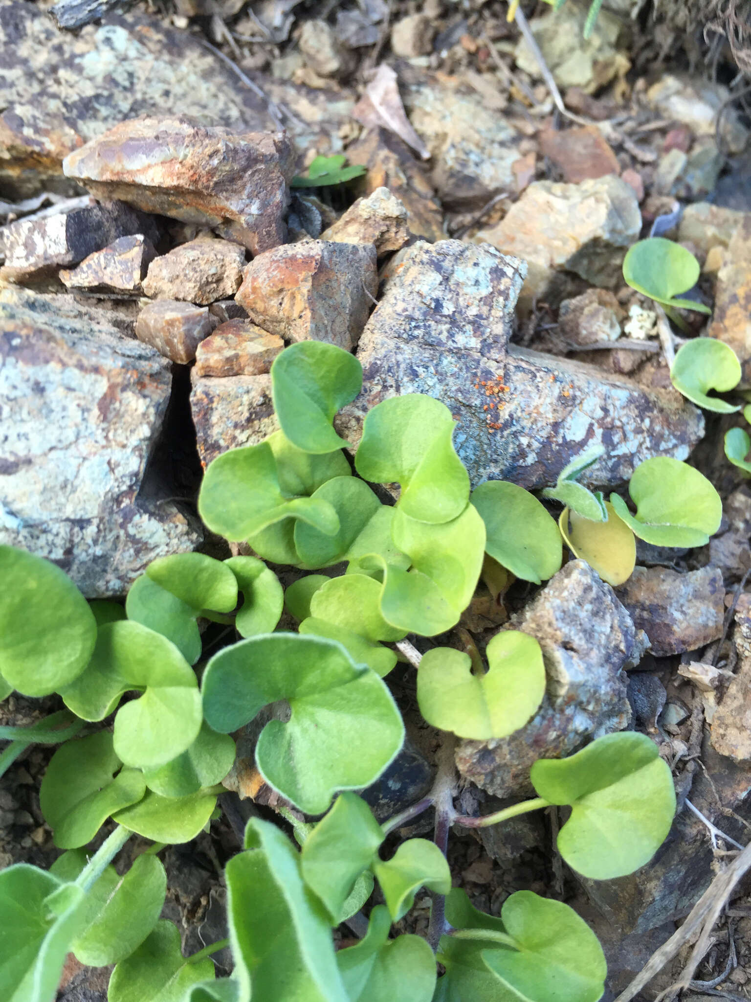 Dichondra donelliana Tharp & M. C. Johnston resmi