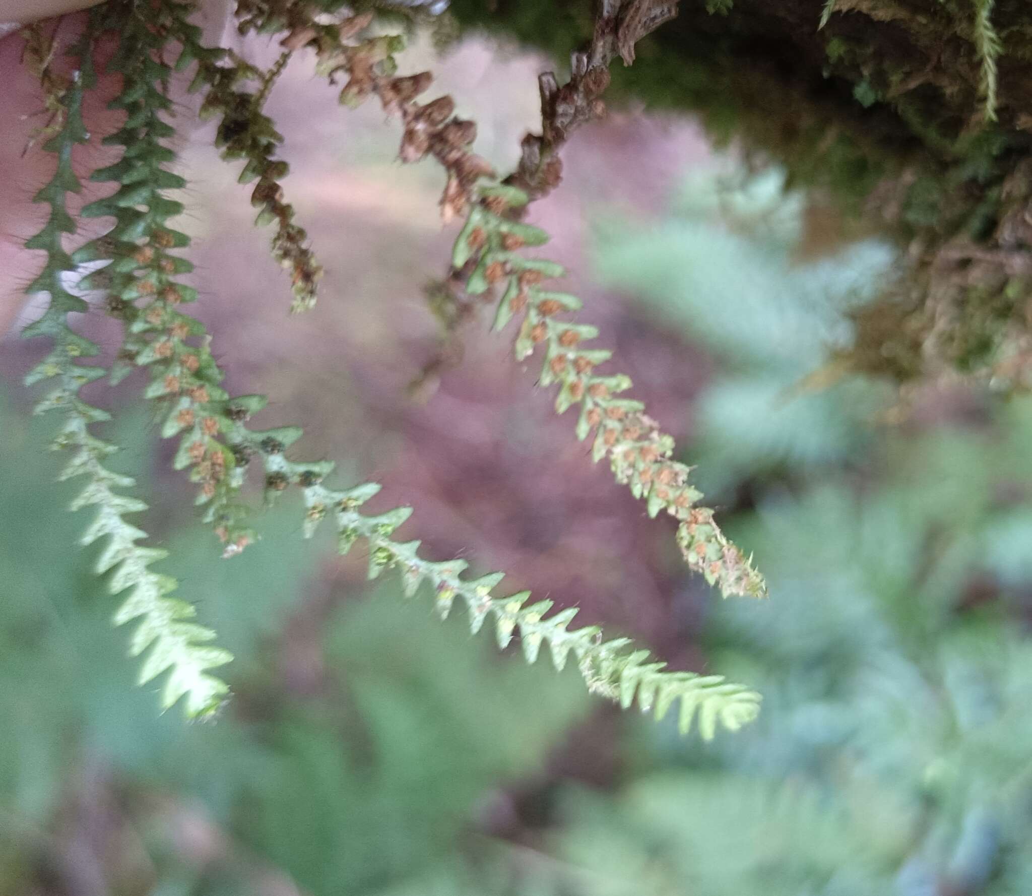 Image of Micropolypodium okuboi (Yatabe) Hayata