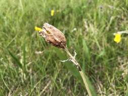 Image of beachhead iris