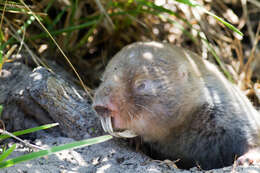 Image of Dune Mole Rats