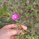 Imagem de Delosperma gratiae L. Bol.