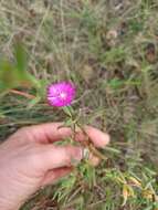 Imagem de Delosperma gratiae L. Bol.