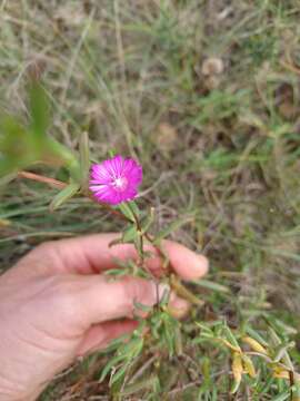 Imagem de Delosperma gratiae L. Bol.