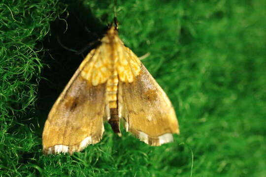 Image of Agrotera nemoralis Scopoli