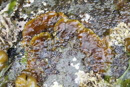 Image of Ralfsia fungiformis