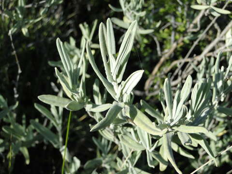 Salvia coulteri Fernald resmi