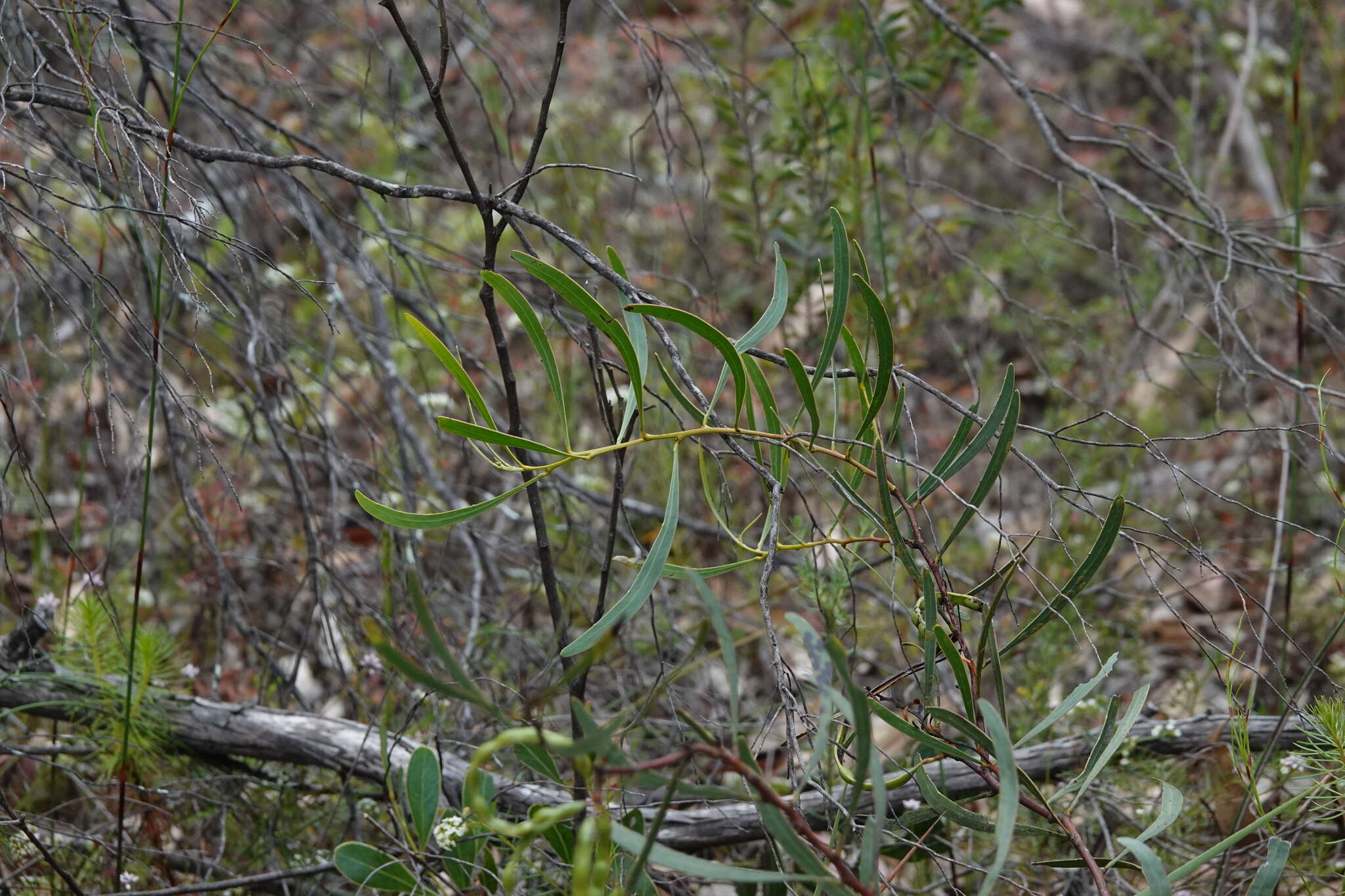 صورة Acacia gladiiformis A. Cunn. ex Benth.