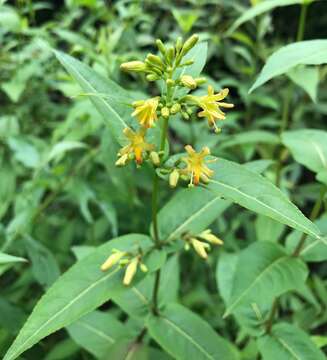 Image de Diervilla sessilifolia Buckl.