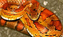 Image of Corn Snake