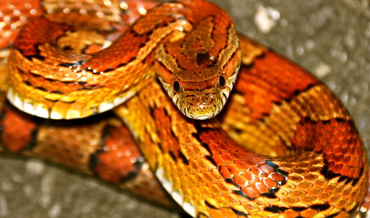 Image of Corn Snake