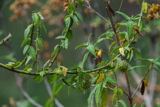 Image of Byttneria ovata Lam.