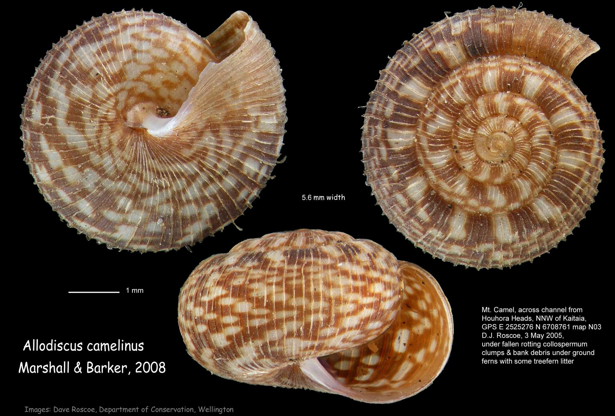 Image of Allodiscus camelinus B. A. Marshall & Barker 2008