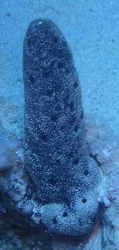 Image of Erect Finger-sponge