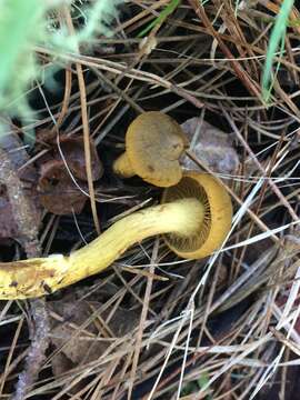 Image of Cortinarius croceus (Schaeff.) Gray 1821