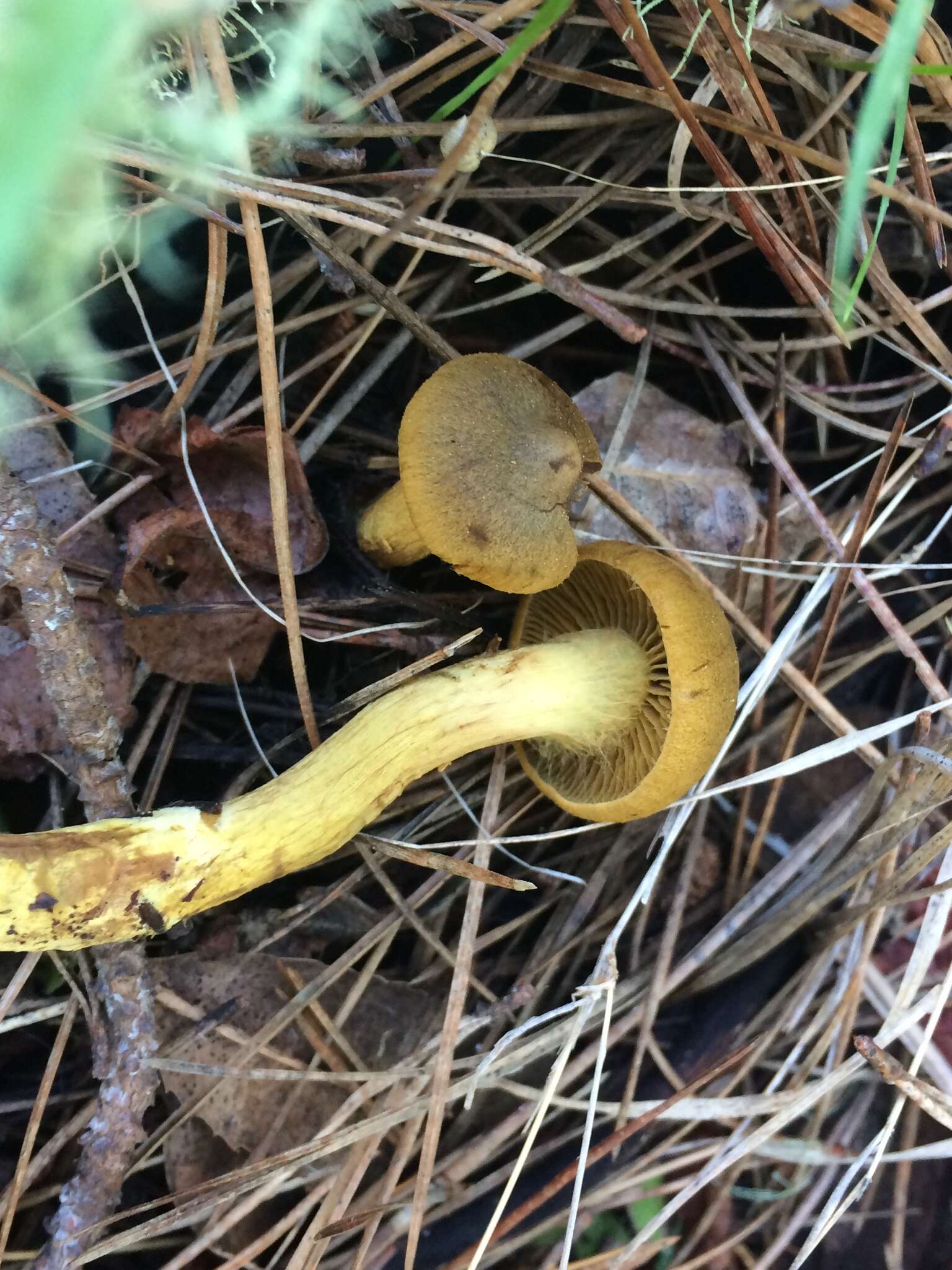 Imagem de Cortinarius croceus (Schaeff.) Gray 1821