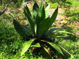 Image of Agave bovicornuta Gentry